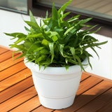 AM5615 Alpha Delux Premium Plastic Planter Round Pot (10 Inch) - Plant Pot Set for Home Garden and Nursery