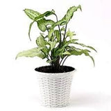 AM0825 Ap Juhi Pot 6 inch -Multicolor Designer Plastic Flower pots