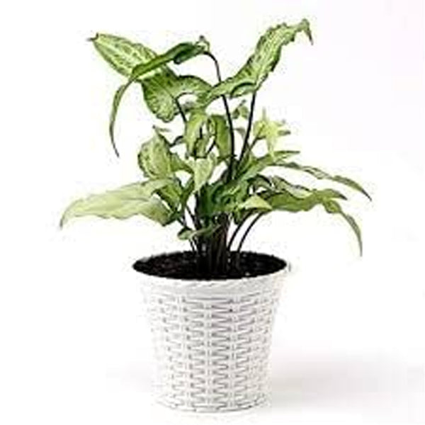 AM0825 Ap Juhi Pot 6 inch -Multicolor Designer Plastic Flower pots