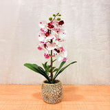 TM0028 Artificial Phalaenopsis Orchid Plant in Textured Ceramic Pot