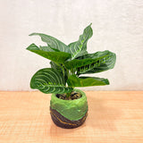 TM0033 Artificial Pinstripe Calathea Plant in Designer Green & Black Textured Pot