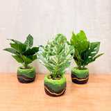 TM0033 Artificial Pinstripe Calathea Plant in Designer Green & Black Textured Pot