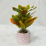AM6237 Vibrant Croton Plant in Rustic Patterned Pot – Lifelike Decorative Greenery