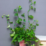 AM6863 30 Pcs-Adhesive Plant Climbing Fixing Clips - Green Vine Wall Holders