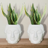 AM0822 Buddha Pot 6 inch Flower Plant Plastic Pot