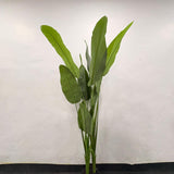 AM7462 BIG Artificial Bird of Paradise Potted Floor Plant