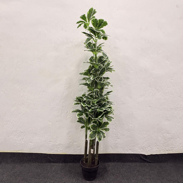 AM7463 MEDIUM Tall Artificial Variegated Umbrella Plant