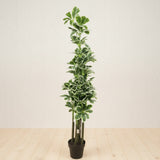 AM7463 MEDIUM Tall Artificial Variegated Umbrella Plant
