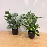 AM7764 Premium Artificial Tabletop Green Plants in Sleek Black Pots (Pack of 1)