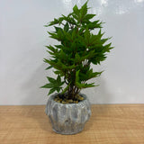 A06875 Artificial Maple Bonsai Plant in Textured Silver Metallic Pot for Home & Office Decor