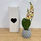 A07669 Artificial Yellow Orchid Flower Plant in Textured Grey Ceramic Pot