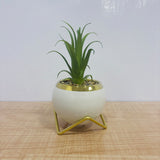 A07784 Artificial Succulent Plant in Ceramic Pot with Gold Rim & Stand