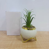 A07784 Artificial Succulent Plant in Ceramic Pot with Gold Rim & Stand