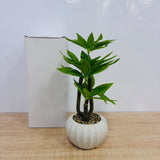A07790 Artificial Bonsai Money Tree Plant in Ribbed White Ceramic Pot