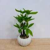 A07790 Artificial Bonsai Money Tree Plant in Ribbed White Ceramic Pot