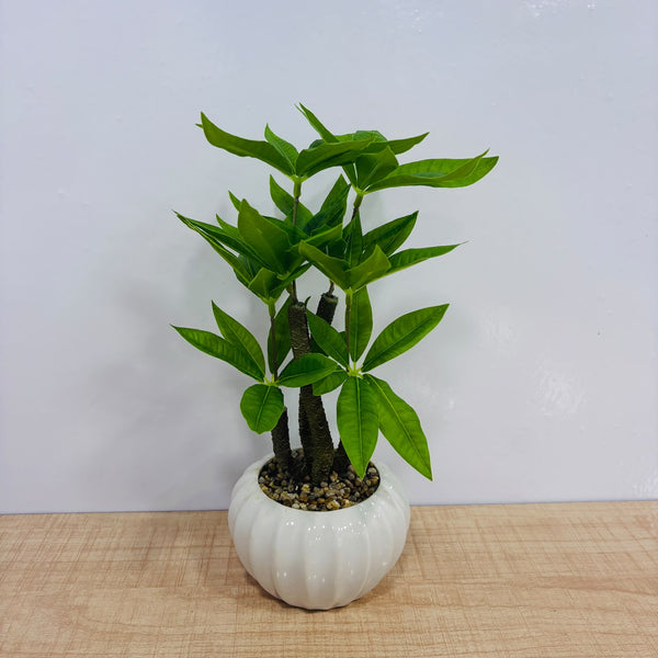 A07790 Artificial Bonsai Money Tree Plant in Ribbed White Ceramic Pot
