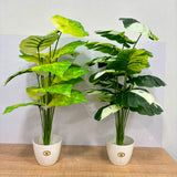 A06679 Artificial Variegated Caladium Potted Plant for Home & Office Decor