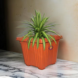 AM2062 Deep Heavy Square Brown Planter Pot 10 inch