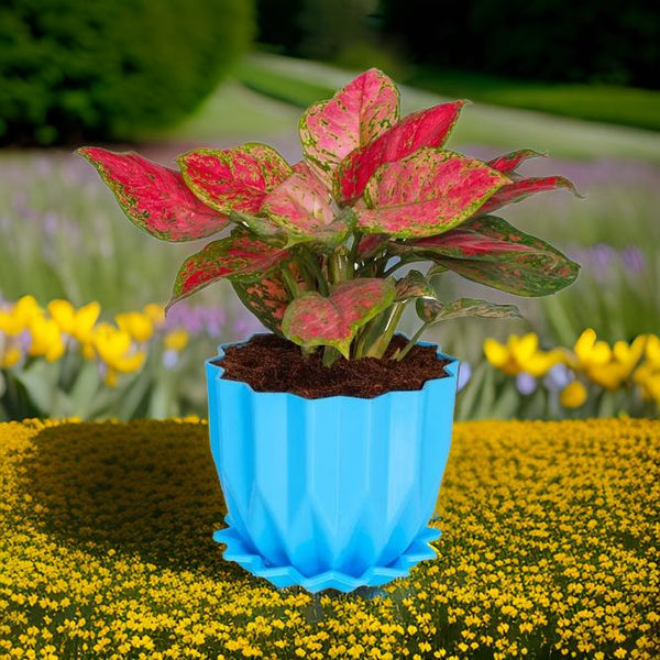 AM3632 Cammy Plastic Star Flower Pots with Tray Multicolor 1 Pcs