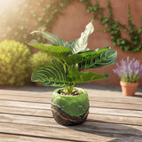 TM0033 Artificial Pinstripe Calathea Plant in Designer Green & Black Textured Pot